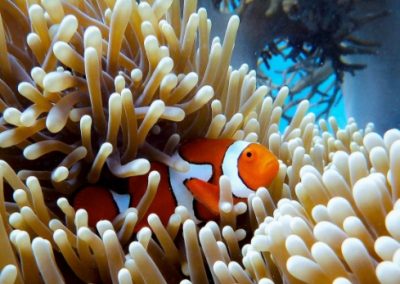 A clownfish in a coral reef in Australia