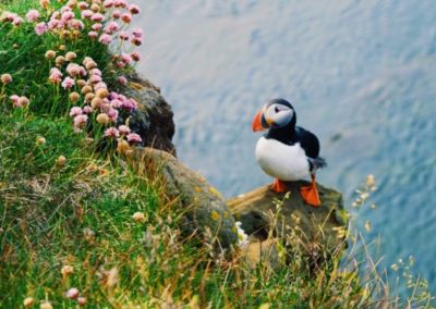 Atlantic puffin on cliff in Iceland