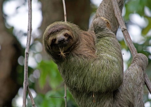 Sloth hanging from a vine looking at the camera