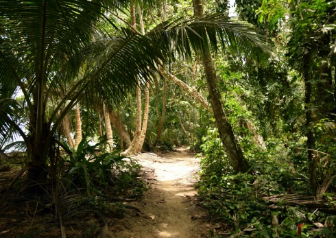 Sandy pathway through green trees in the Tortuguero National Park