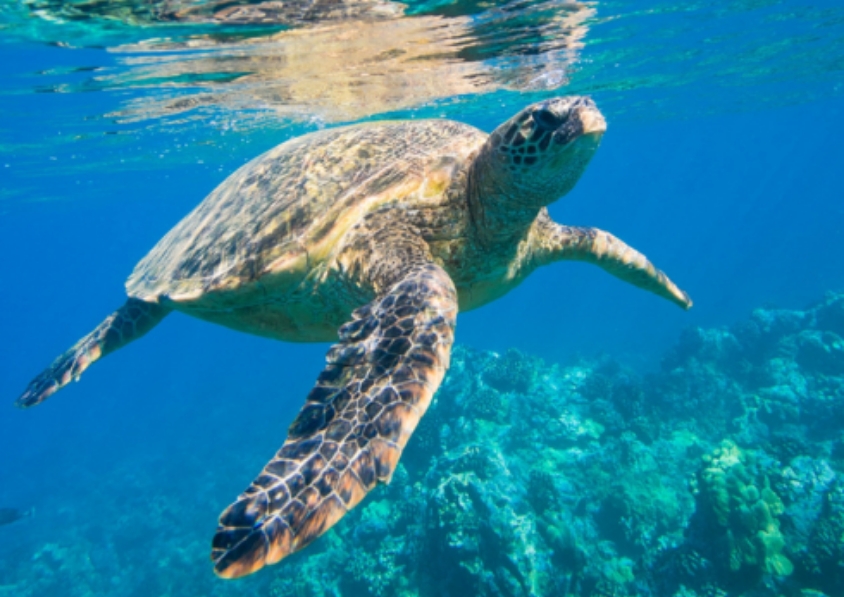 sea turtle swimming